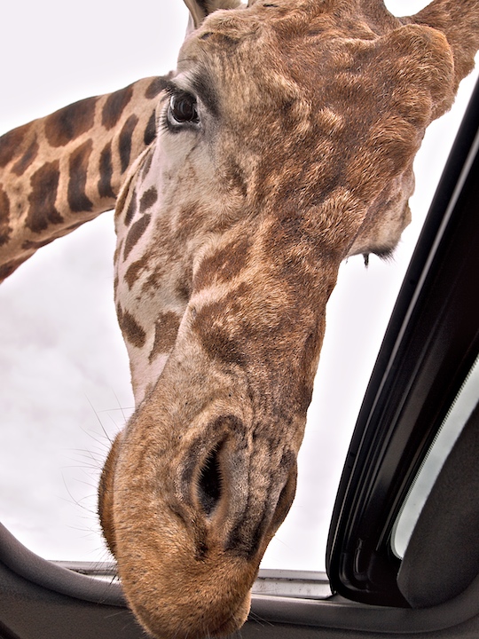 Curious Giraffe.jpg