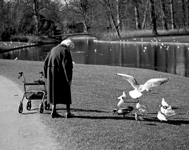 Feeding the Birds