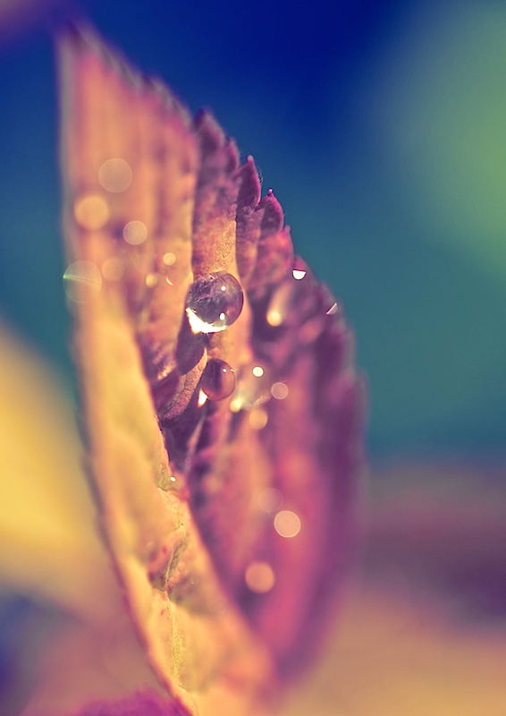 Leaf Bokeh
