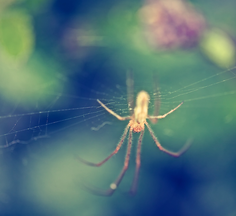 Spider Bokeh