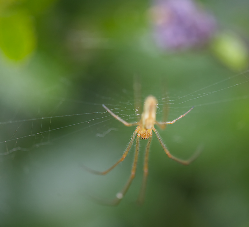 Spider original