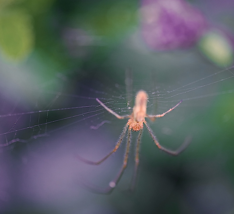 Spider recoloured