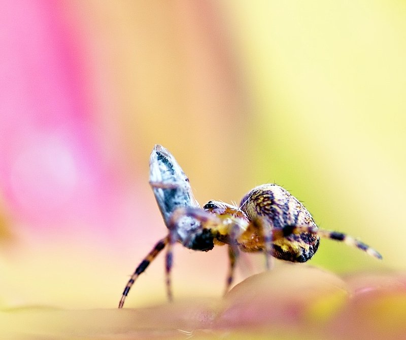 Spider 3