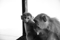 Darjeeling Monkeys