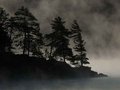 Morning Mist in Algonquin.jpg