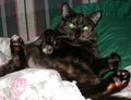 Comfy-Cat.jpg