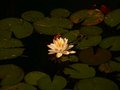 Water Lily.jpg