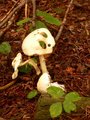 Ghost Mushroom.jpg
