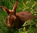 A Little Bunny Rabbit