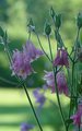 Early Morning Garden Blooms