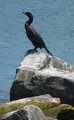 Double Crested Cormorants