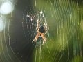 Spider outside my backdoor