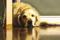 Dog Day Afternoon.jpg