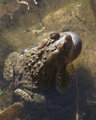 Spring Frog