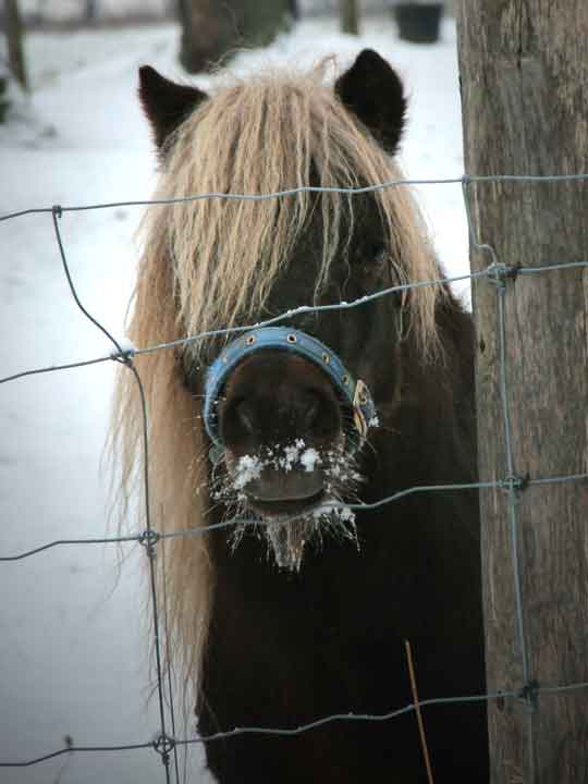First Snow
