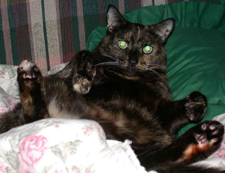 Comfy-Cat.jpg