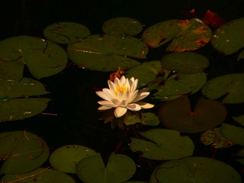 Water Lily.jpg