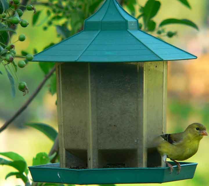 Mom's-Bird-Feeder.jpg