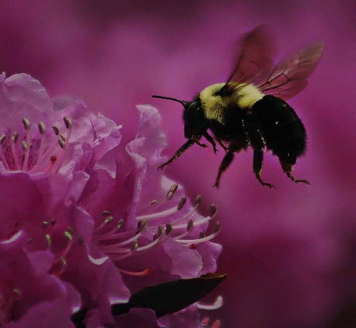 Buzzzzzzz