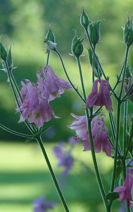 Early Morning Garden Blooms