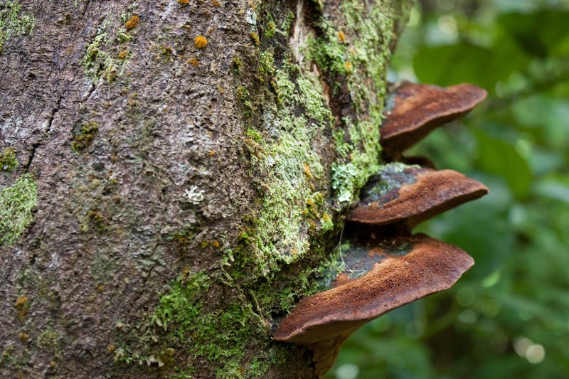 3 fungi