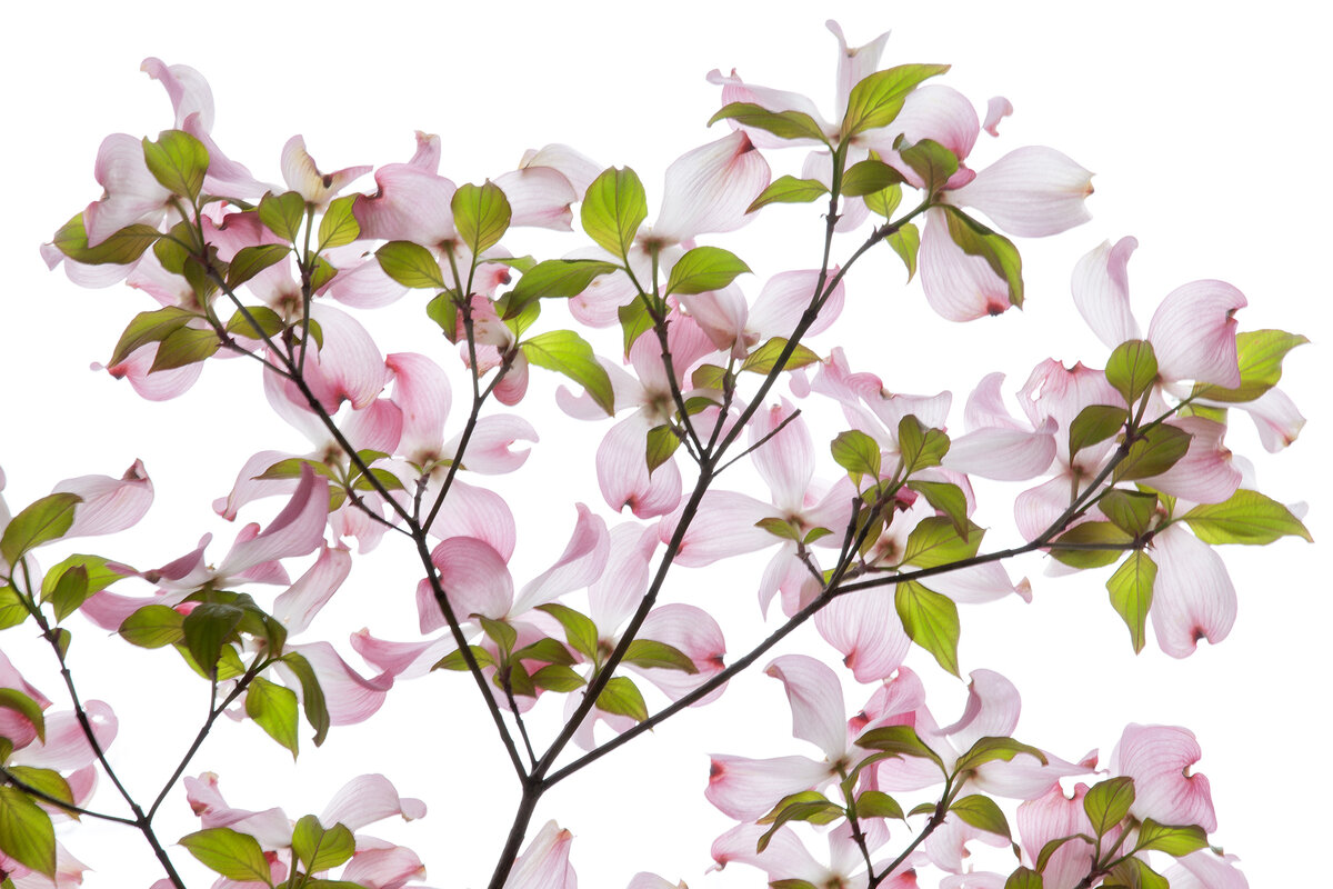 2. May
