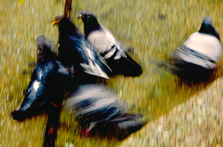 Pigeon Blur II