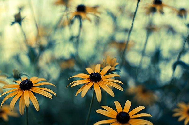 Black Eyed Susans