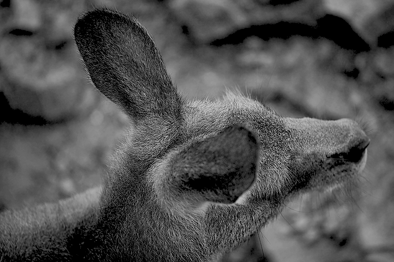 2 Big Ears, 1 Long Nose, and WOT No Eyes!