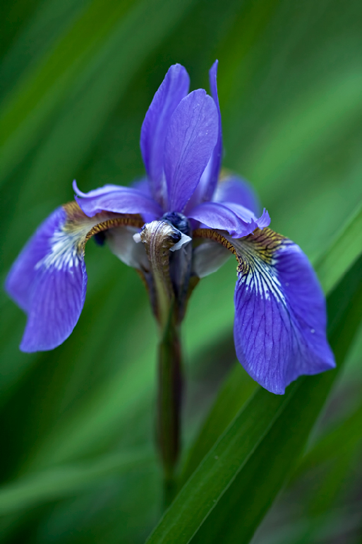 IRIS