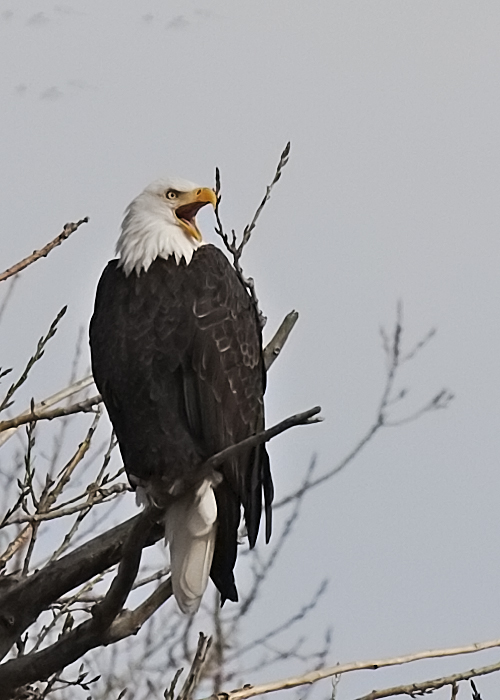 Screamin' Bald Eagle