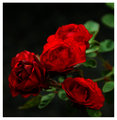 red.jpg