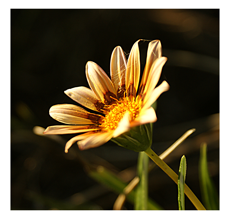 sunshine