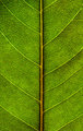 Natures Roadmap