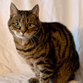 Cat 1