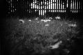 GardenFlowers