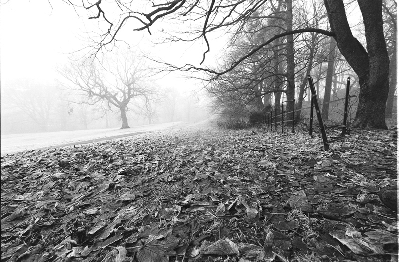 LeafyPark