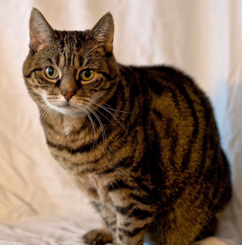 Cat 1