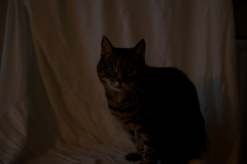 Cat 2