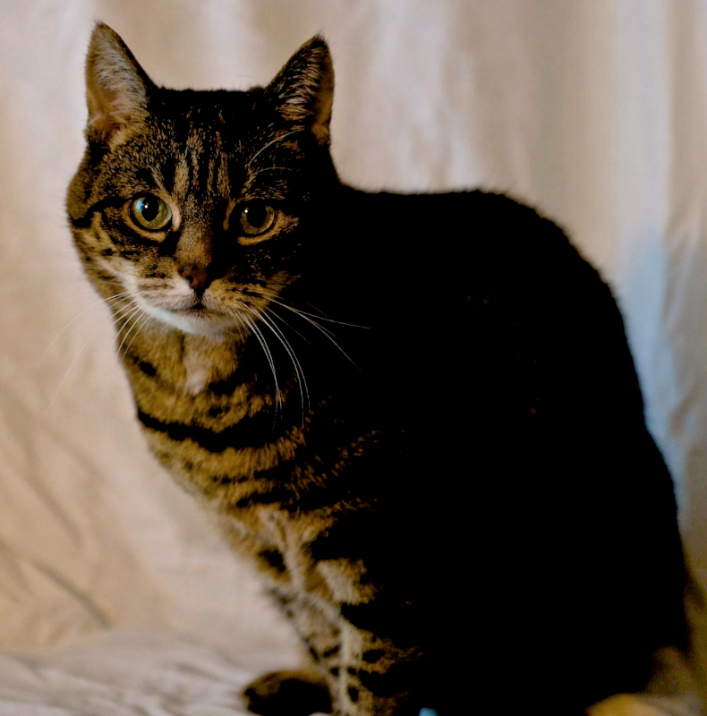 Cat3