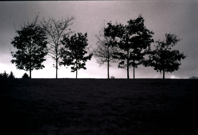 Treeline
