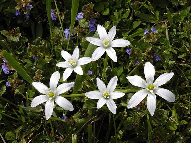 chive flowers