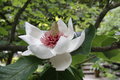 Magnolia Sieboldii