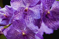 Beautiful Orchids