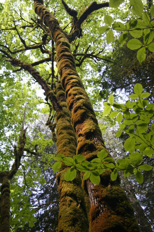 Vancouver Island