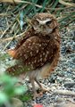 Burrowing Owl