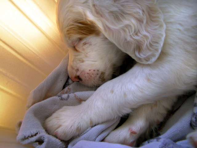 Sunshine Sleep