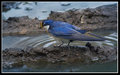 White-breasted-swallow