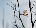 Black eyed bulbul