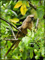 Speckled Mousebird